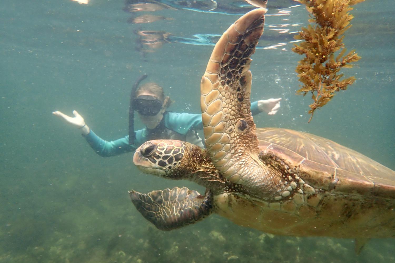 一名<a href='http://forms.kurt-network.net'>全球十大赌钱排行app</a>学生在Galápagos群岛游学途中与一只巨龟游泳.